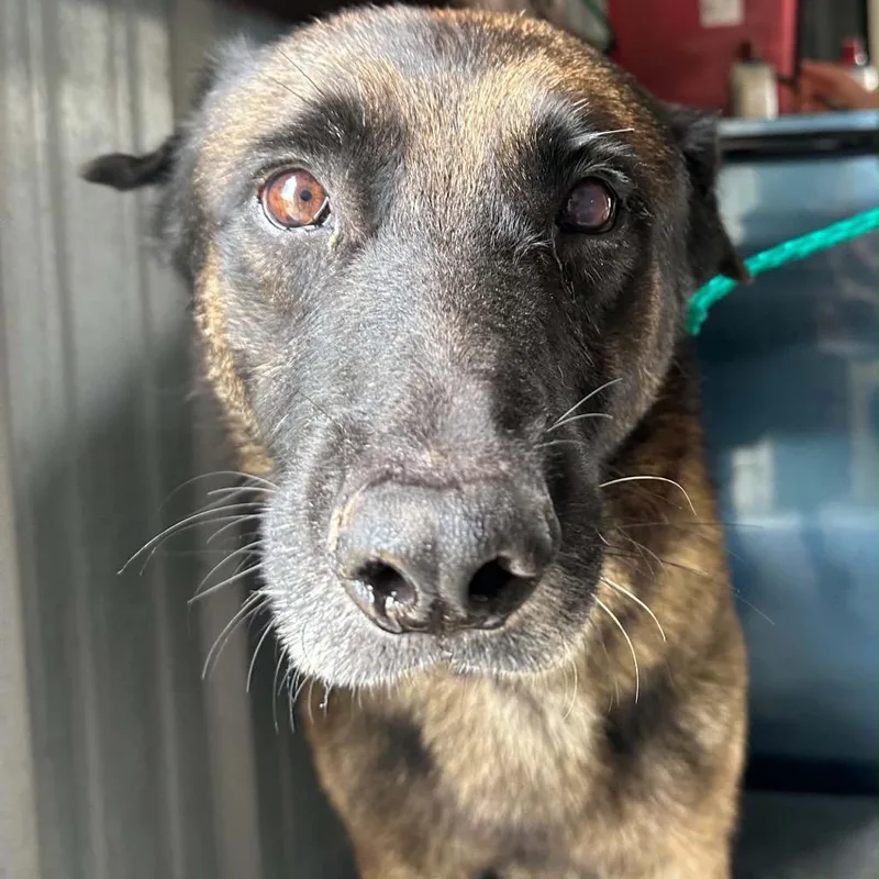An adult medium-sized male German Shepherd Dog dog named Corky for adoption in Bastrop, TX