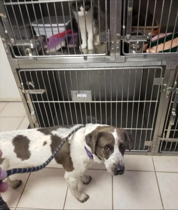 An adult medium-sized male German Shorthaired Pointer dog named Buckey for adoption in Thompson Falls, MT