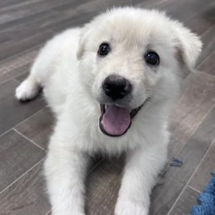 A baby small-sized male White / Cream Shepherd dog named Snowball for adoption in Briarcliff Manor, NY