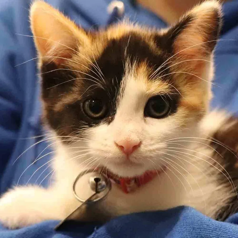 A baby small-sized female Domestic Medium Hair cat named Poppy for adoption in Port Washington, NY