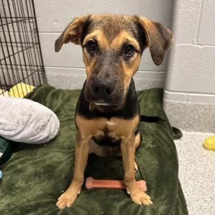 A young medium-sized female Black Mixed Breed dog named Gwynie for adoption in Lansing, MI