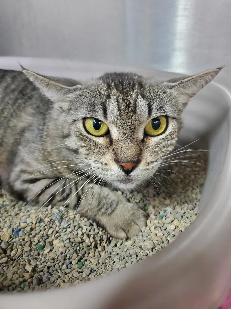 An adult medium-sized female Domestic Short Hair cat named Kiki for adoption in Zimmerman, MN