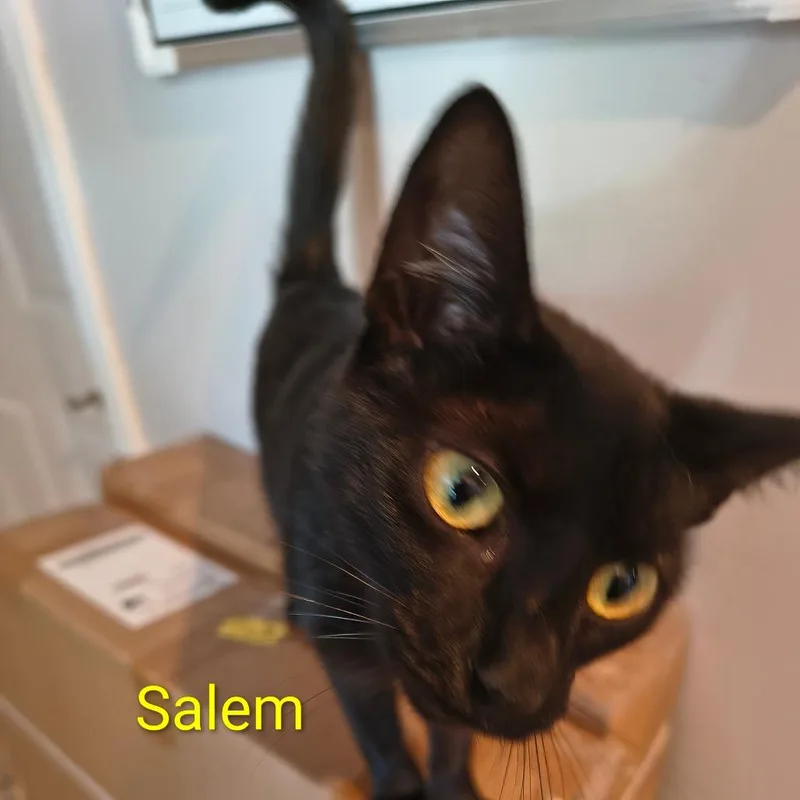 An adult small-sized female Domestic Short Hair cat named Salem for adoption in Elwood, IN