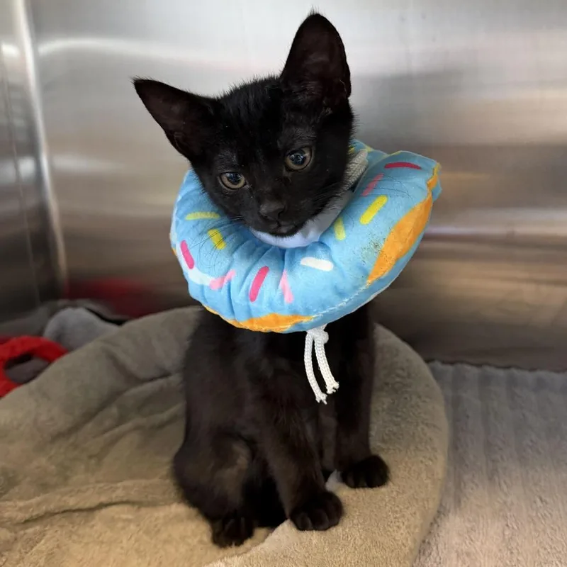 A baby small-sized female Black Domestic Short Hair cat named Galadriel for adoption in Wilmington, DE