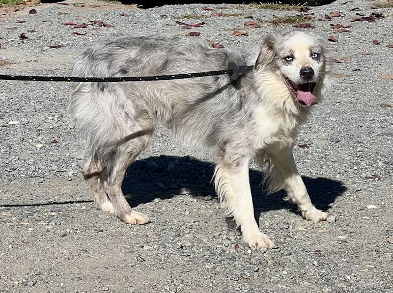 An adult medium-sized male Australian Shepherd dog named Archie for adoption in Sparta, NC
