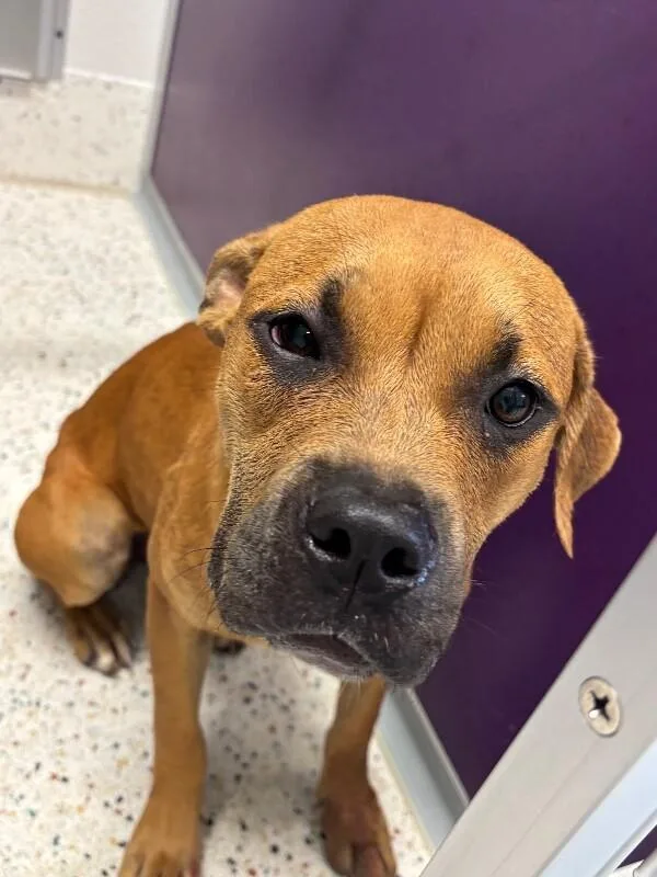 An adult medium-sized female Yellow / Tan / Blond / Fawn Pit Bull Terrier dog named Honey for adoption in Providence Forge, VA