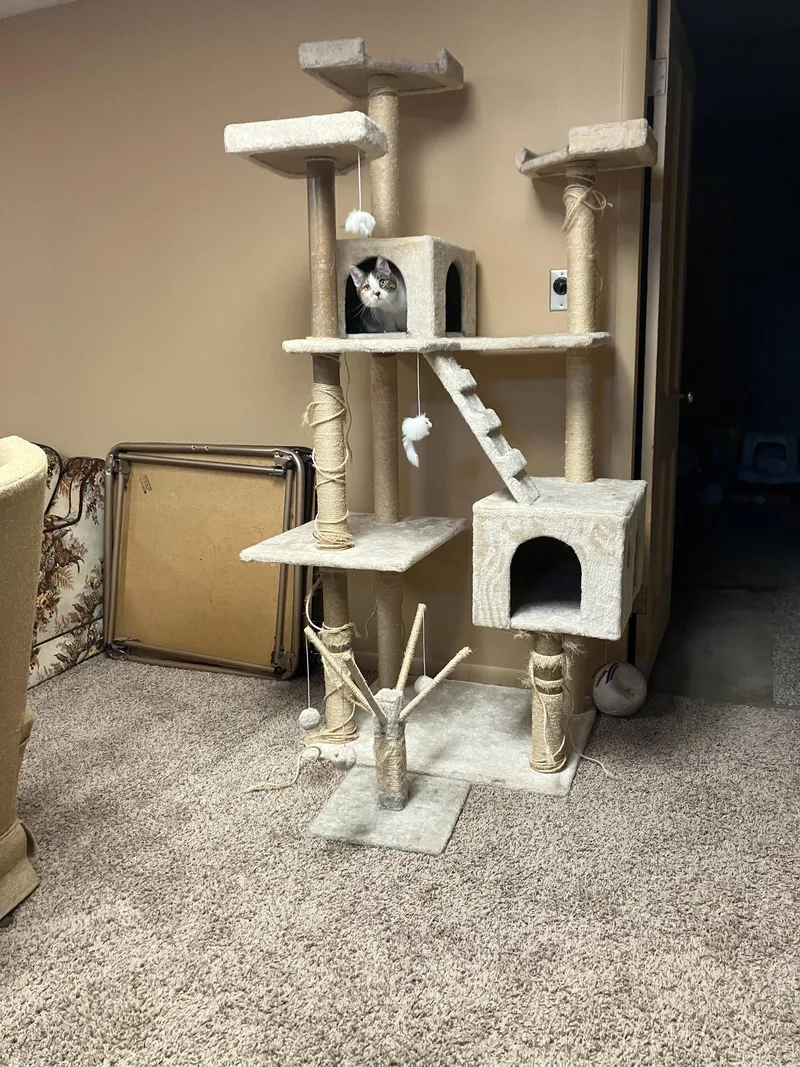 A young medium-sized female Domestic Short Hair cat named Marbles for adoption in Williamsburg, IA