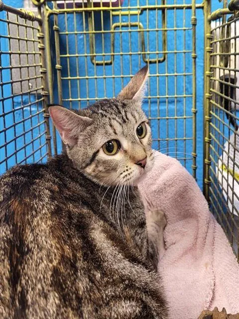 A young medium-sized female Domestic Short Hair cat named 1-6 for adoption in San Antonio, TX