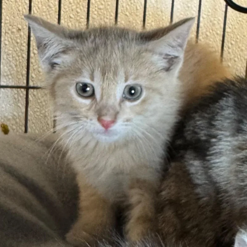 A baby medium-sized male Domestic Short Hair cat named Storm for adoption in Saginaw, MI