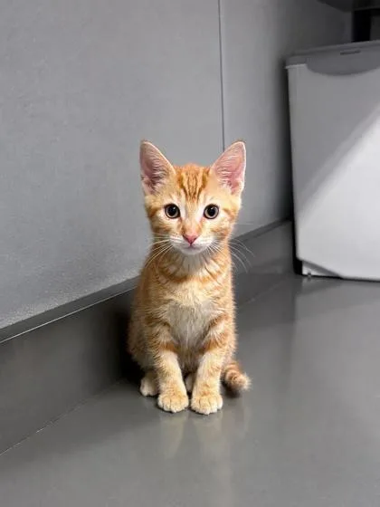 A baby medium-sized male Orange & White Domestic Short Hair cat named Gene Autry for adoption in Tinley Park, IL