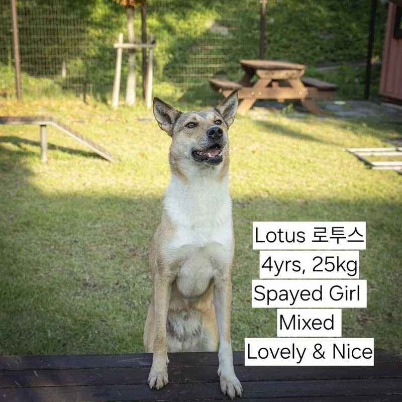 An adult large-sized female Mixed Breed dog named Lotus for adoption in Long Island City, NY