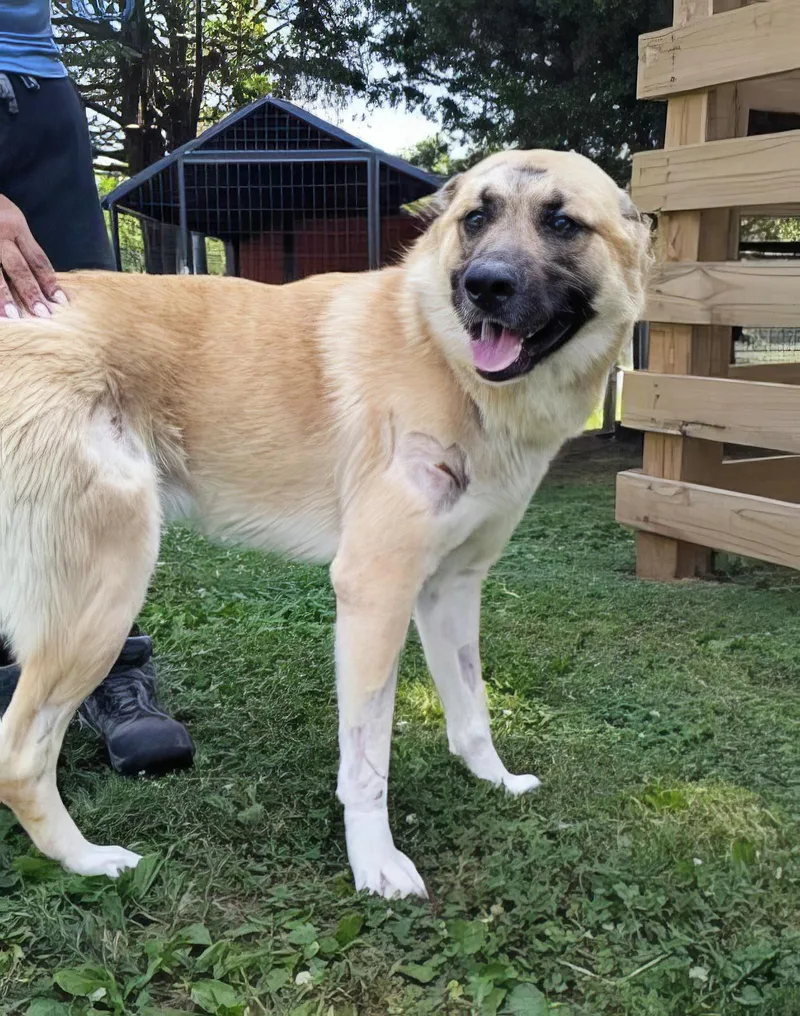 An adult large-sized male Black Mixed Breed dog named Bastion for adoption in Nashville, TN