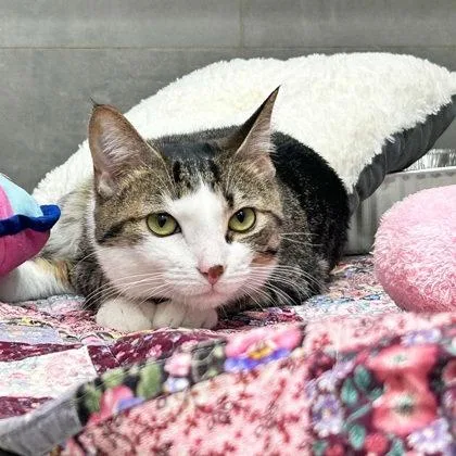 An adult small-sized female Gray / Blue / Silver Domestic Short Hair cat named Azula for adoption in Atlanta, GA