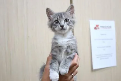 A baby small-sized male Domestic Short Hair cat named Elliot for adoption in Brunswick, GA