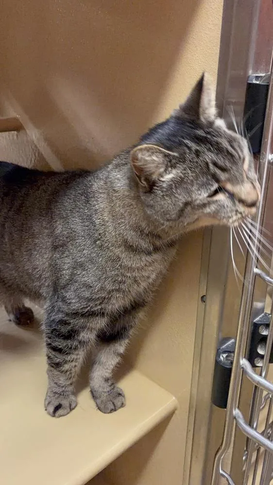 An adult medium-sized female Gray & White Domestic Short Hair cat named Frances for adoption in Salisbury, NC