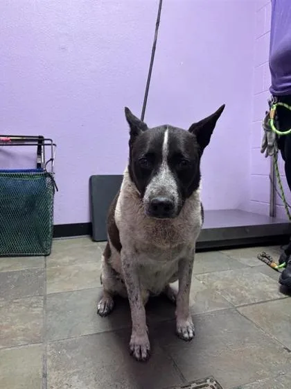 An adult medium-sized female Black Australian Cattle Dog / Blue Heeler dog named Liv for adoption in El Paso, TX
