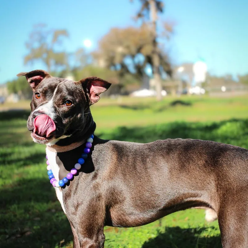 An adult medium-sized male Black Labrador Retriever dog named Zeus for adoption in Spokane, WA