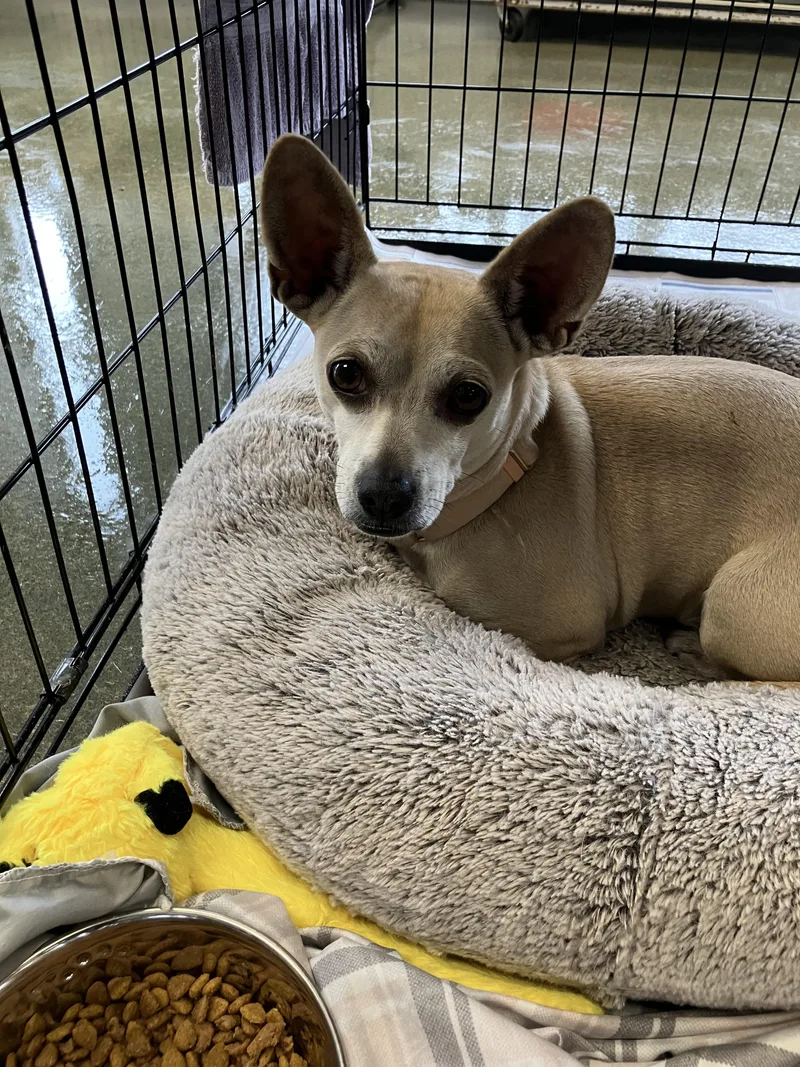 Chico