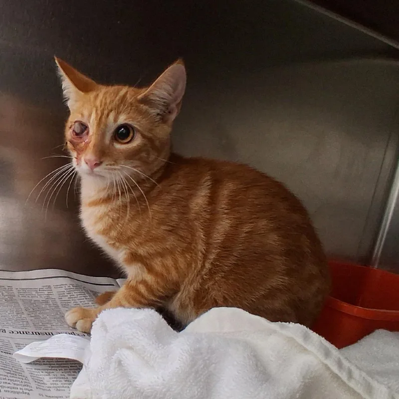 An adult small-sized male Orange / Red Domestic Short Hair cat named Captain Jack for adoption in Auburn, AL
