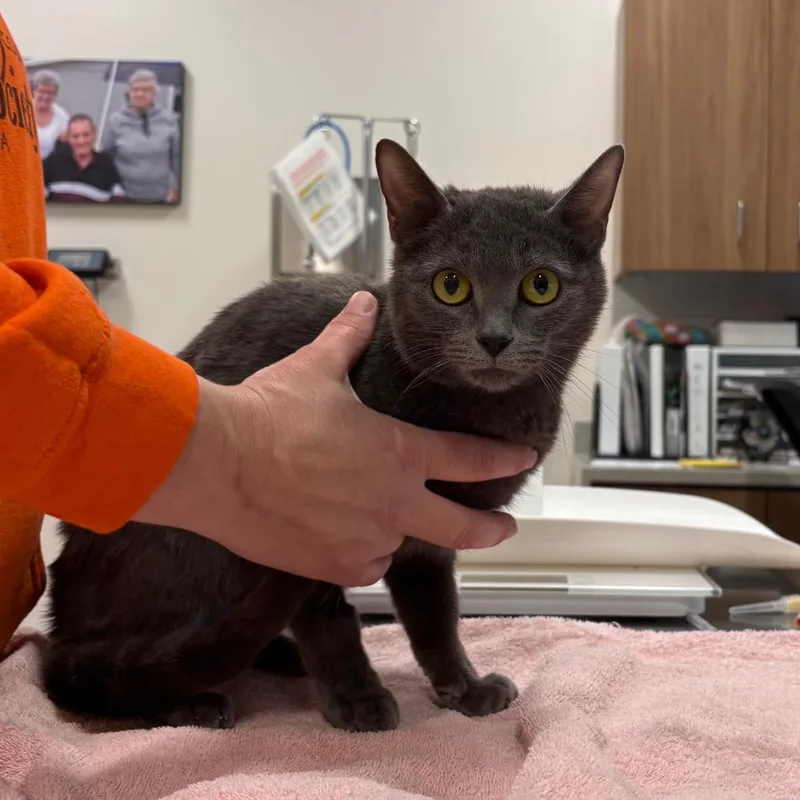 An adult medium-sized female Gray / Blue / Silver Domestic Short Hair cat named Pickle for adoption in Nashville, IN