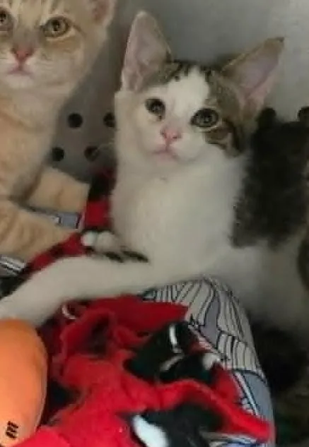 A baby medium-sized female White Domestic Short Hair cat named Tiramasu for adoption in Orange, VA