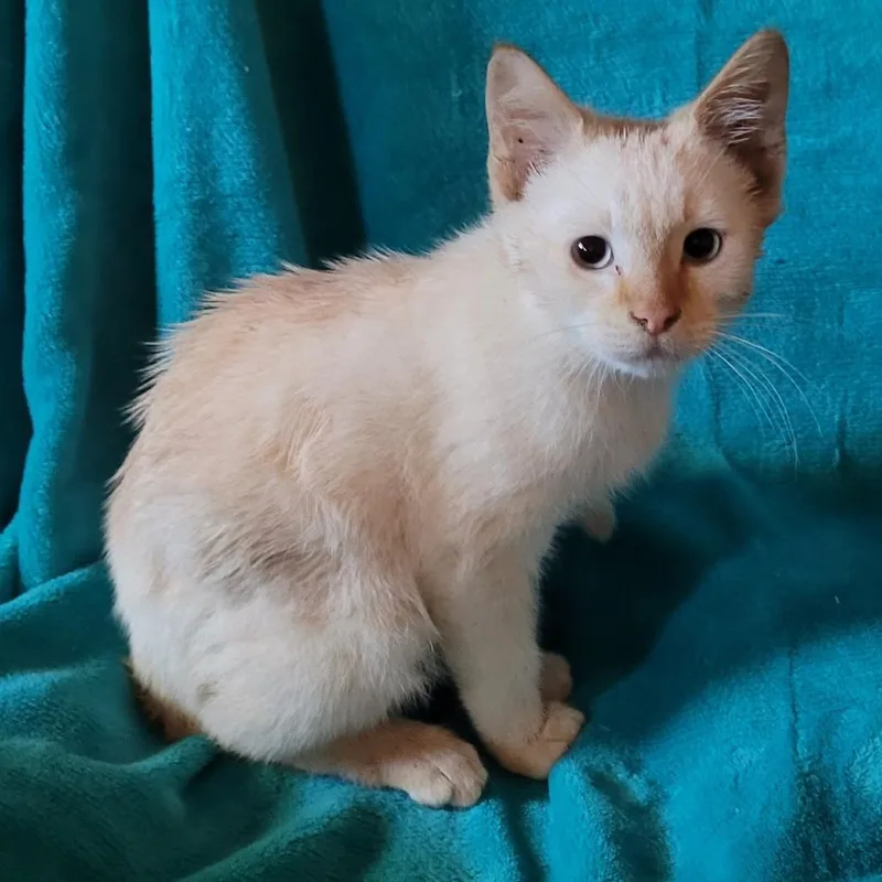 A baby small-sized male Flame Point Domestic Short Hair cat named Turkey for adoption in Coos Bay, OR