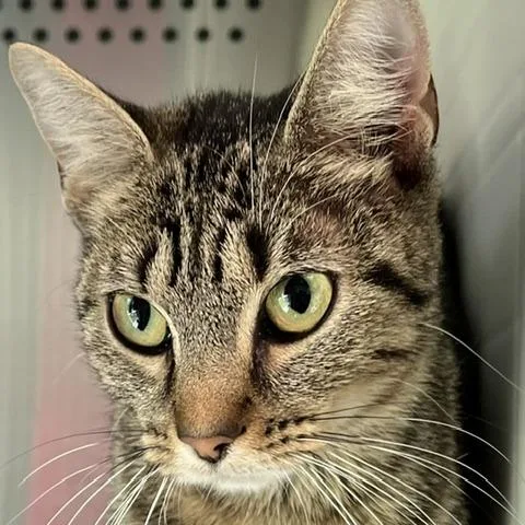 A young medium-sized female Brown / Chocolate Domestic Short Hair cat named Kailey for adoption in Baltimore, MD