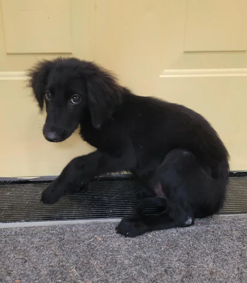 A baby small-sized male Mixed Breed dog named Curtis for adoption in Lawrenceburg, TN