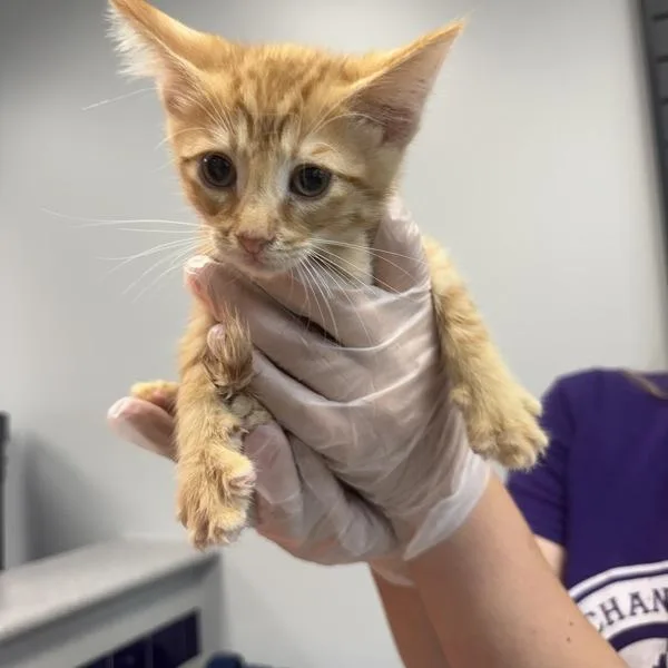A baby small-sized male Domestic Short Hair cat named Bubo for adoption in Des Moines, IA