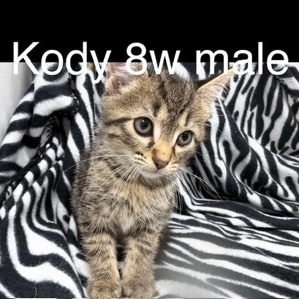 A baby small-sized male Domestic Short Hair cat named Kody for adoption in New Tazewell, TN