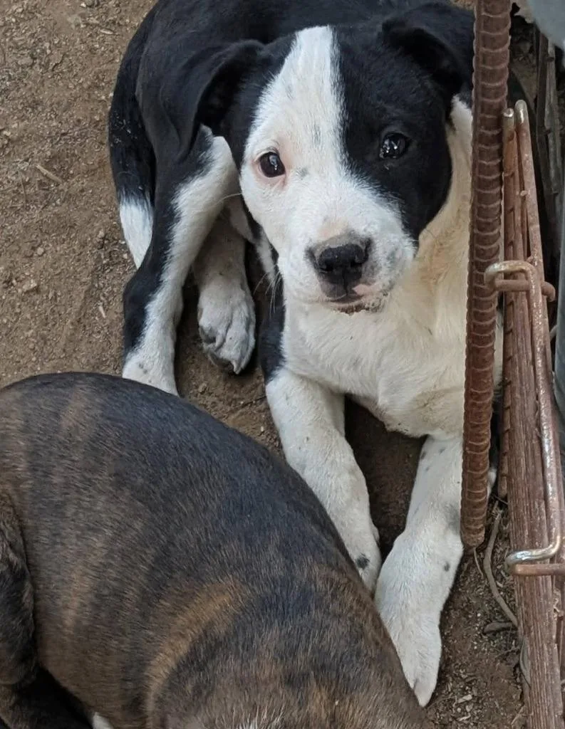 A baby small-sized female Pit Bull Terrier dog named Angus for adoption in Mesa, AZ