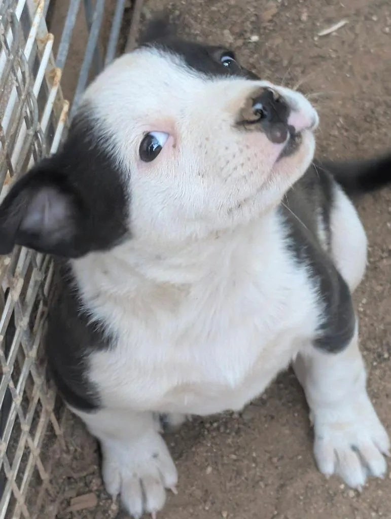 Angus thumbnail 2