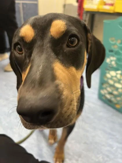 A baby medium-sized female Rottweiler dog named Opie for adoption in Charleston, SC