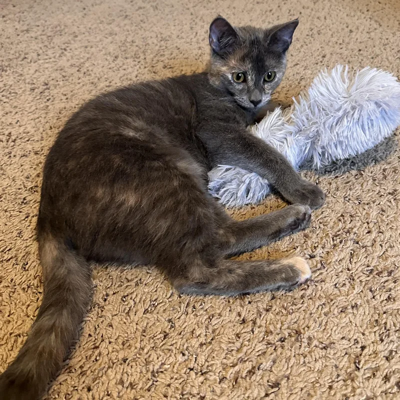 A young medium-sized female Dilute Calico Domestic Short Hair cat named Noelle for adoption in Lexington, KY