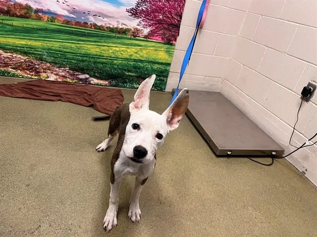 A young small-sized female Bull Terrier dog named Chloe for adoption in Moreno Valley, CA