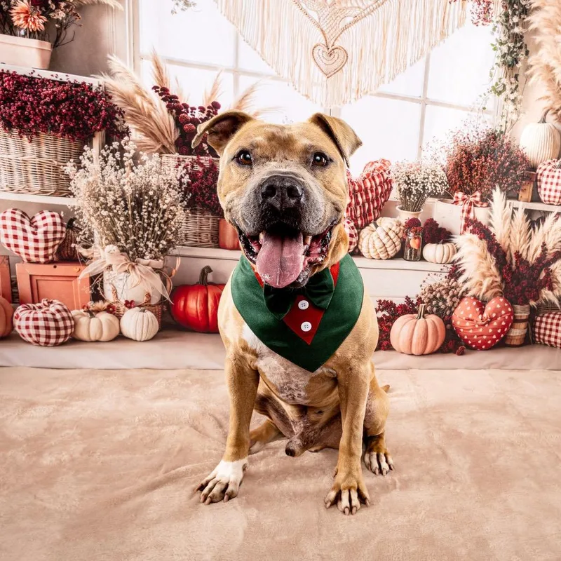 An adult medium-sized male Pit Bull Terrier dog named Mateo for adoption in Spring, TX