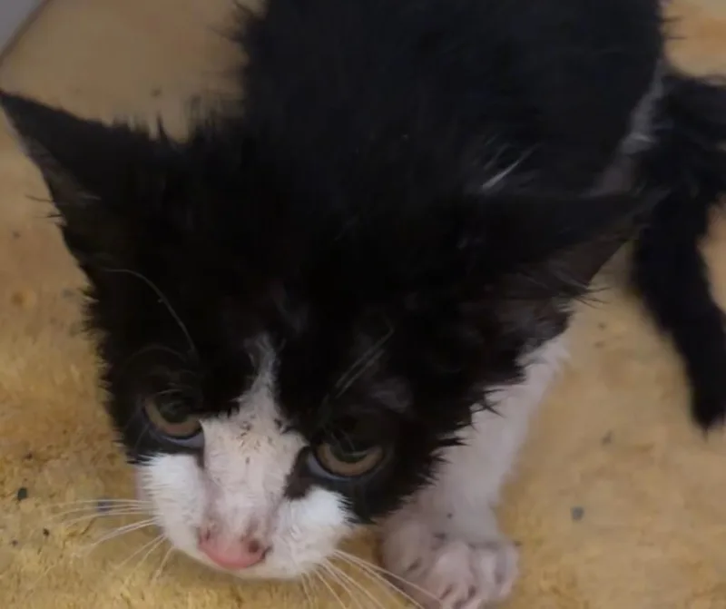 A baby small-sized male Domestic Short Hair cat named Hendrix for adoption in Elizabethton, TN
