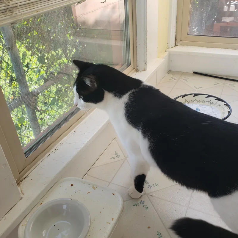 An adult medium-sized male Black & White / Tuxedo Domestic Short Hair cat named Mohican for adoption in Benicia, CA