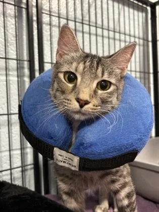 An adult medium-sized female Tabby (Gray / Blue / Silver) Domestic Short Hair cat named Tereza for adoption in Annapolis, MD
