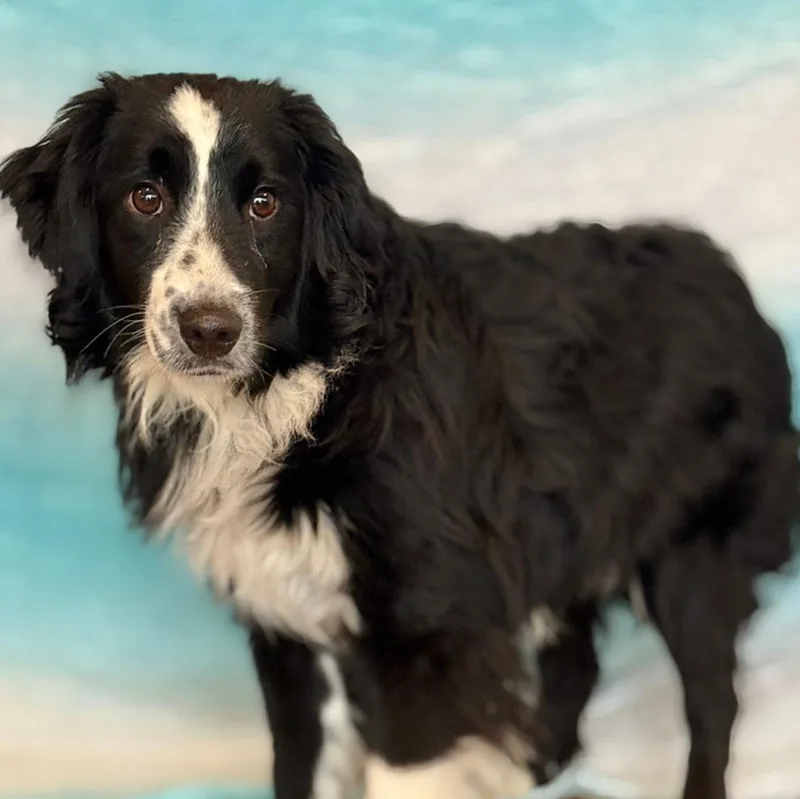 A young medium-sized male Tricolor (Brown, Black, & White) Australian Shepherd dog named Charlie for adoption in Boca Raton, FL