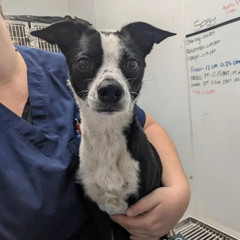 An adult small-sized female Chihuahua dog named Oreo for adoption in Chico, CA