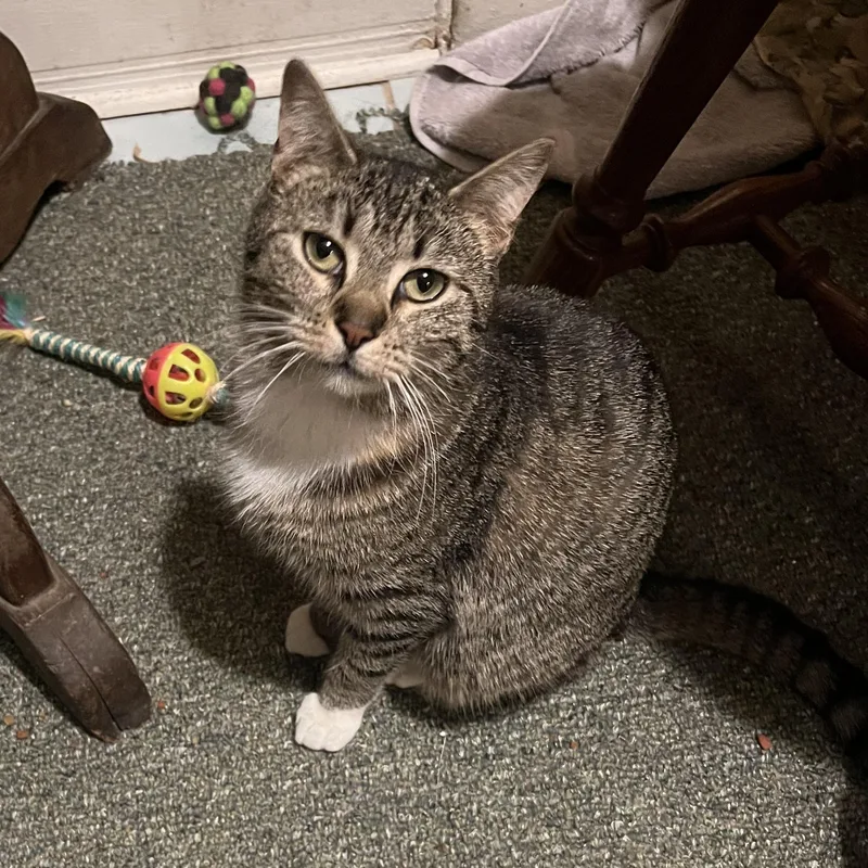 A baby medium-sized male Brown / Chocolate Domestic Short Hair cat named Brownie for adoption in Moriches, NY