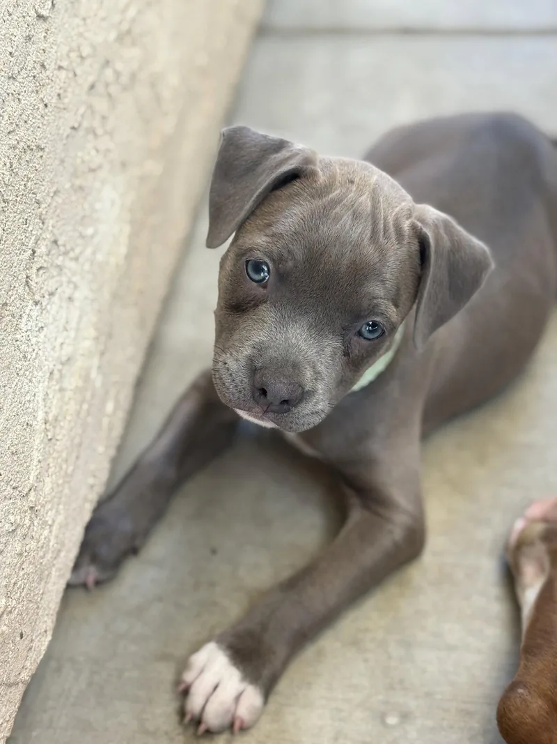 A baby medium-sized female American Staffordshire Terrier dog named Dolly's Dreamers Willa for adoption in San Diego, CA