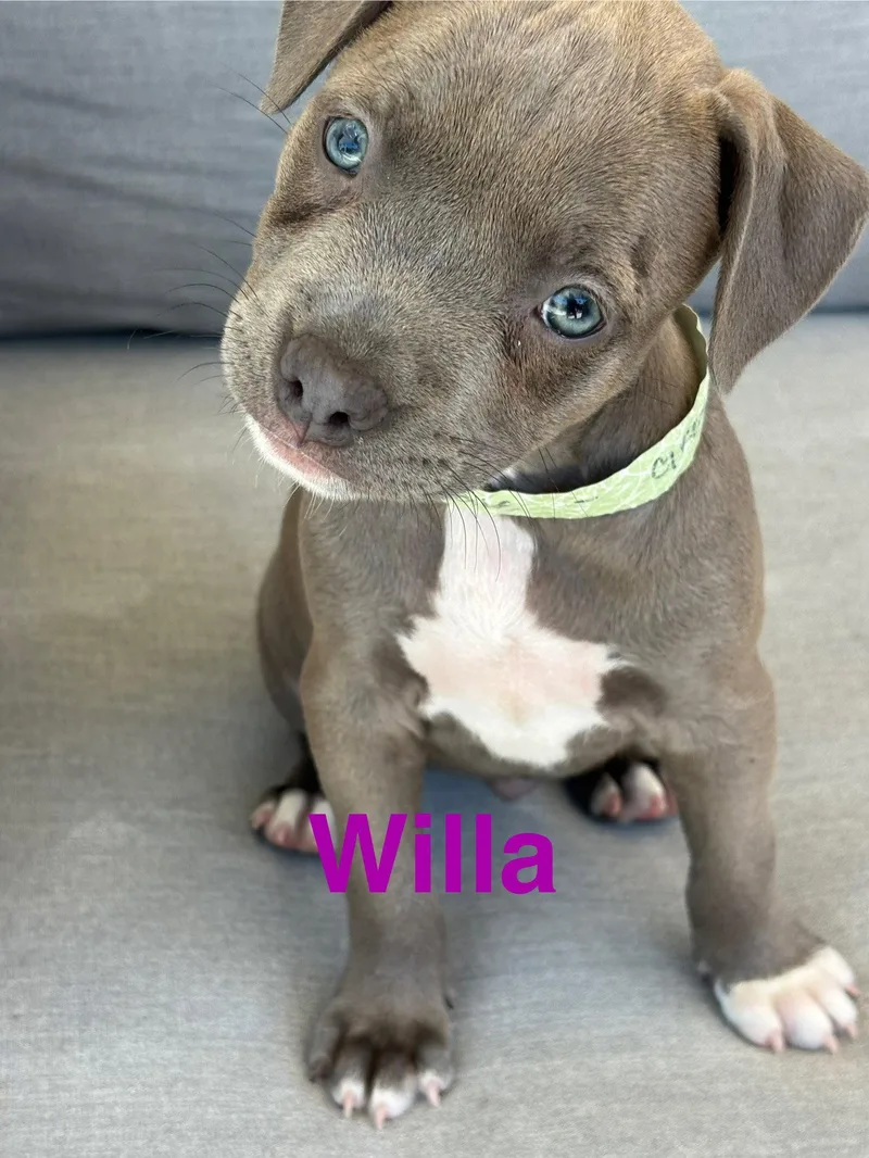 Dolly's Dreamers  Willa thumbnail 2