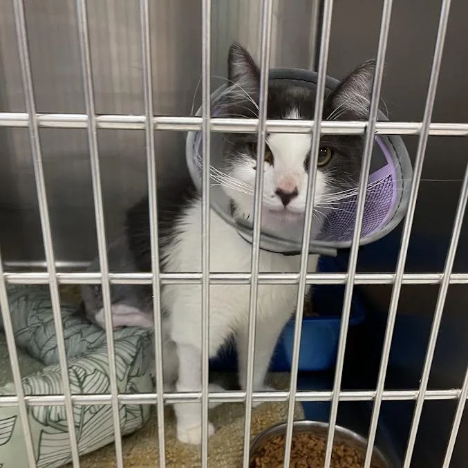 An adult medium-sized male White Domestic Short Hair cat named Spiderman for adoption in Port Charlotte, FL