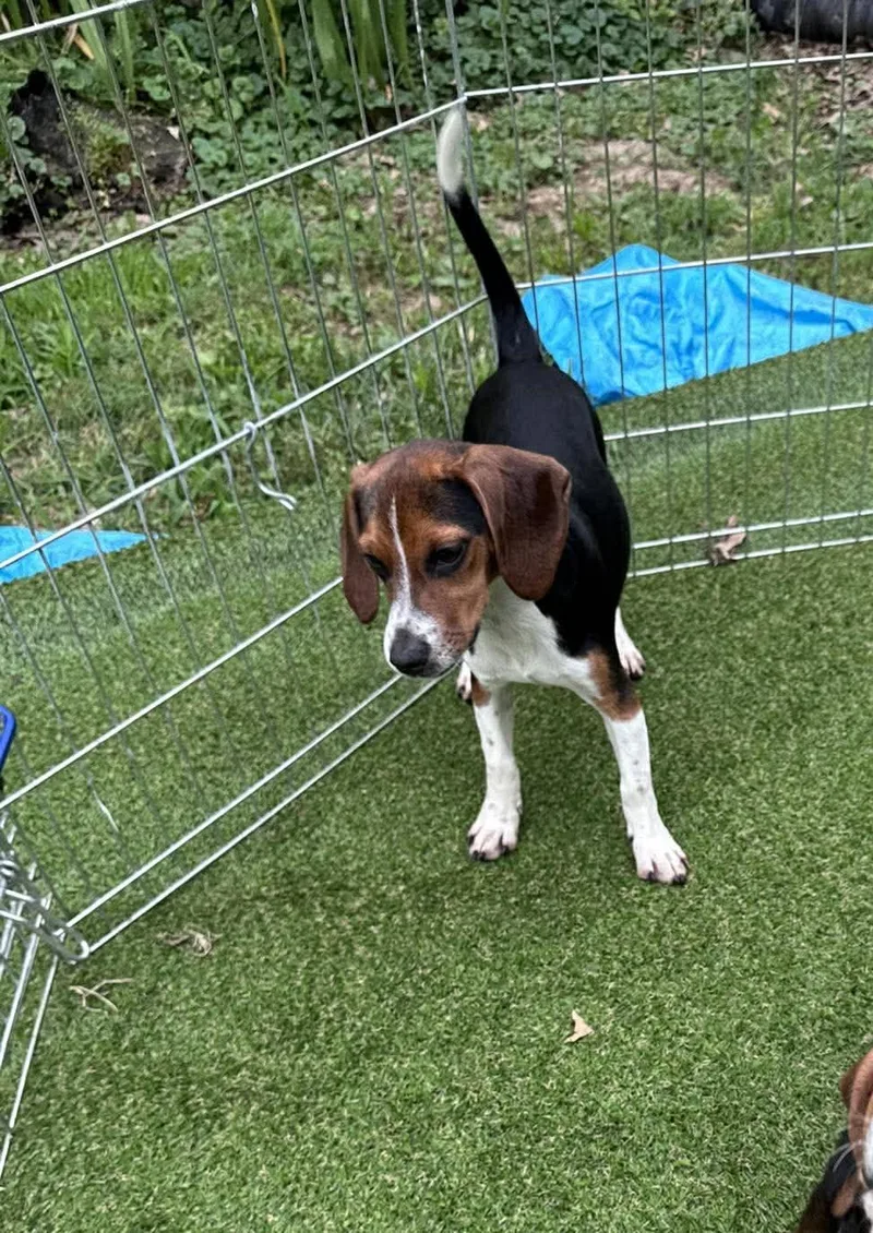 A baby small-sized female Tricolor (Brown, Black, & White) Beagle dog named Bridget for adoption in Kent, WA