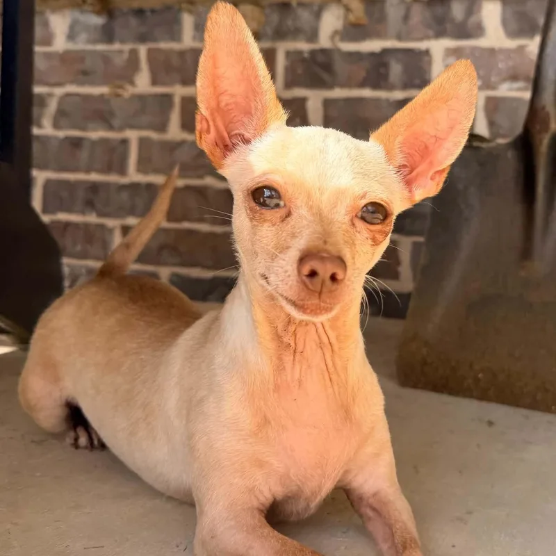 A senior small-sized female Chihuahua dog named Ren for adoption in Justin, TX