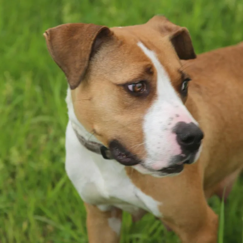 An adult medium-sized female Mixed Breed dog named Lucy Lane for adoption in Natchitoches, LA