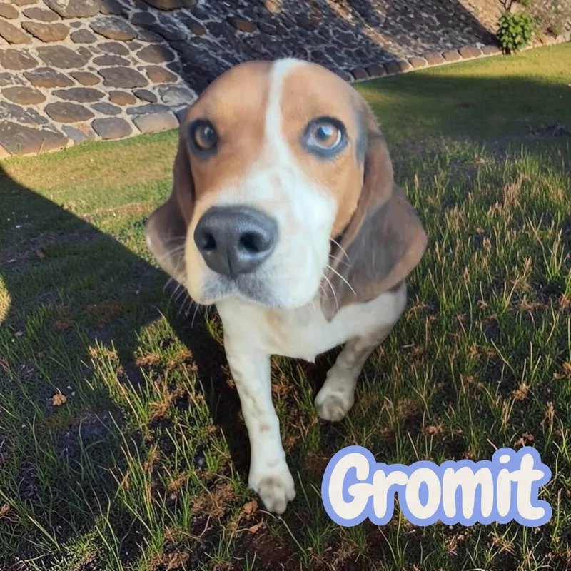 An adult medium-sized male Tricolor (Brown, Black, & White) Beagle dog named Gromit  sweet  for adoption in Chuckey, TN