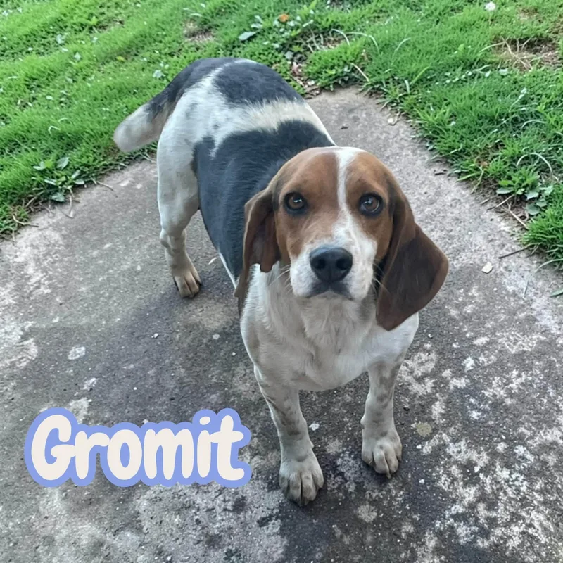 Gromit  sweet  thumbnail 2